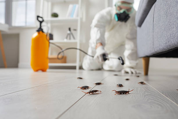 Post-Treatment Bed Bug Interceptor Monitoring in Cedar Hills